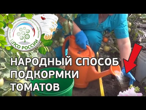 Подкормка томатов в теплице