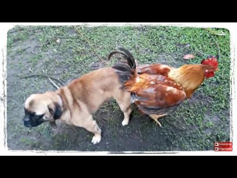 Những Chú Chó Mất Dạy - Hài Hước - Dễ Thương |Nhất Hanh Tinh