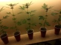 My first grow start of week 4 flower