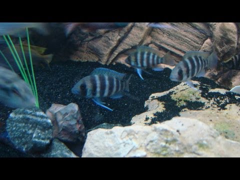 Forex aquarium