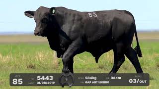 LOTE 85 - TOUROS BRANGUS - LEILÃO SÃO BIBIANO 2021