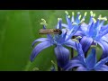Small insect on blue flower - Nature Japan Sony DSC-HX100V Macro Video Full HD 1080p