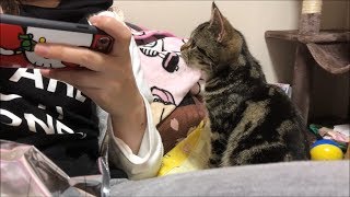 妹のスマホゲー中に我慢できず乱入してしまう子猫w