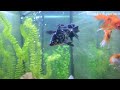 Видео Харьковский океанариум Немо - Telescope eye and Veiltail Goldfish