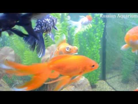 Харьковский океанариум Немо - Telescope eye and Veiltail Goldfish