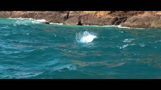 AusFishWarehouse - Australian Online Fishing & Tackle Store - Big Brand Quality - Warehouse Prices