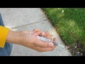Video The Supers mov