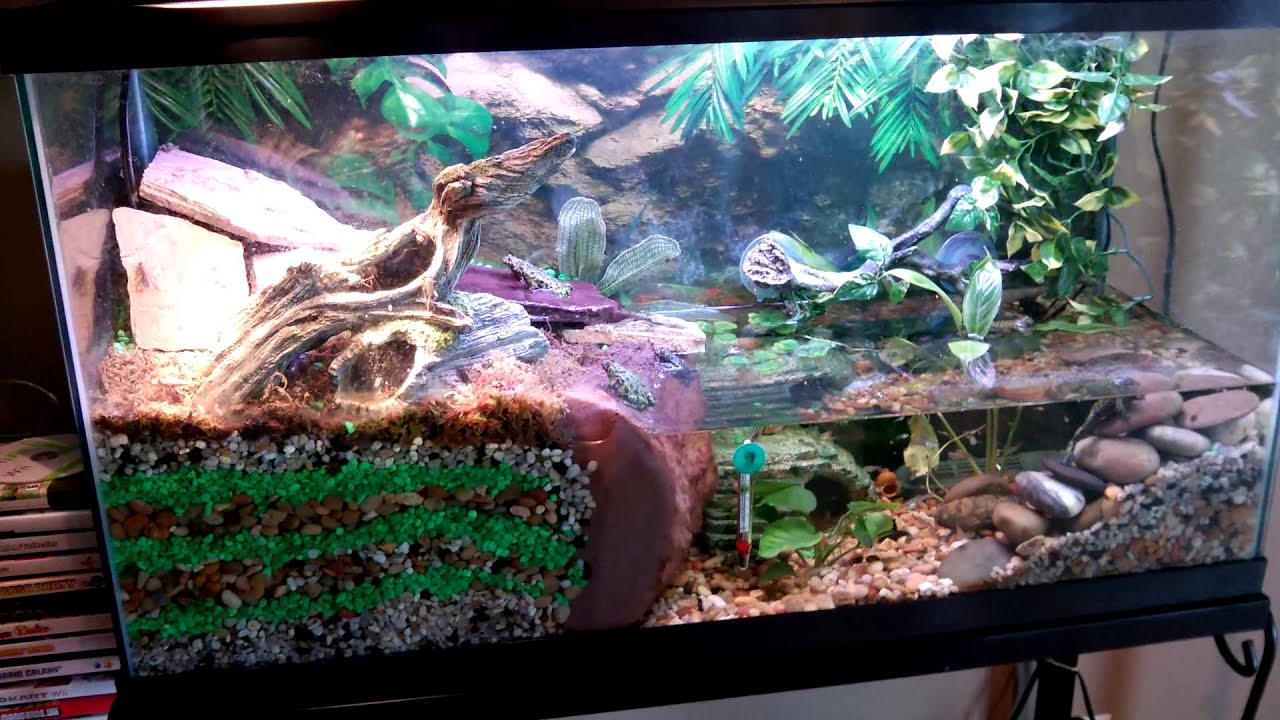 Second Fire Belly Toad Tank Youtube