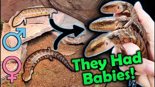 Our Blue-Tongued Skinks Had Surprise Babies In The Zoo