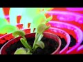 Venus Fly Trap dancing to Techno