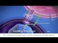 Immunonkologie: PD-1 (Programmed Cell Death-1)