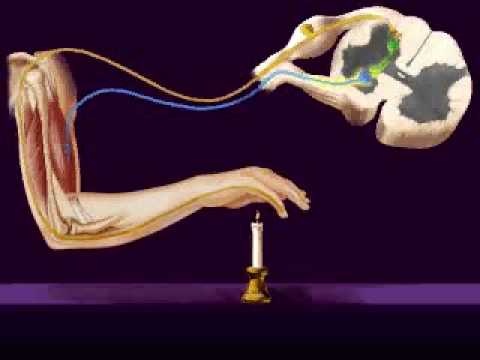 Central Nervous System, Reflex Arc - YouTube