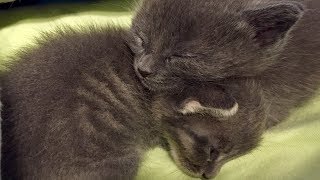 3-Week Old Bottle Baby Kittens LIVE from PAWsitive