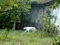 White Royal Bengal Tiger Doing Left And Right In Fence