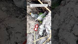 A Young Man Rescued An Abandoned Nest Of Baby Parrots