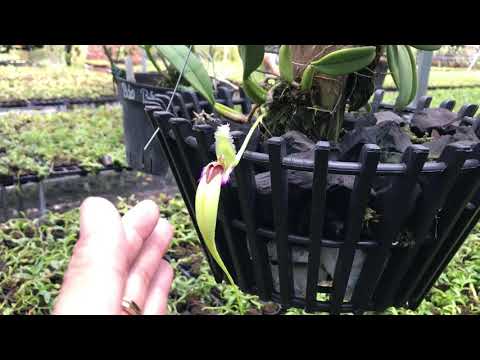 Hoa lan lọng chuột đẹp , đọc và lạ .trông như con chuột
