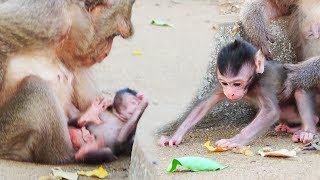 Bravo Baby Jumbo Starting To Walk / How Cute Style Activities Of Jumbo with Mama Jinna ?