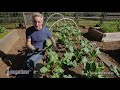 Tips For Successful Organic Vegetable Gardening