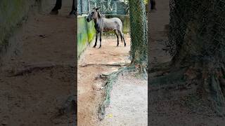 Mule - Donkey