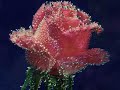 Come Back as a Flower - For Someone You Care ecards - Flowers Greeting Cards Come Back as a Flower - For Someone You Care ecards - Flowers Greeting Cards