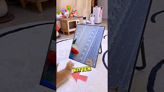 This Kittens Reaction To Mirror