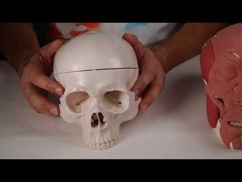 M NASAL. PORCIÓN TRANSVERSA