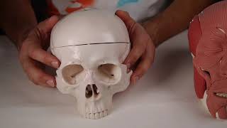 M NASAL. PORCIÓN TRANSVERSA