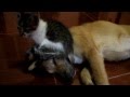 Cat Sitting on a Dog's Face