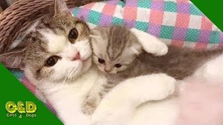 Funny Cats And Dogs June 2019 Compilation | Cat and Dog Funniest Animals Vines | Cute Cats and Dogs