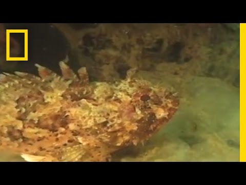 Sea