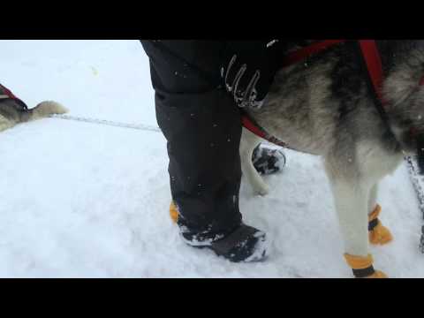 Vidéos Husky sibérien, chiens de race Husky sibérien en Vidéos Husky sibérien, chiens de race Husky sibérien en