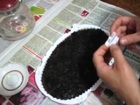 Как сажать мухоловку из семян 2