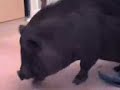 nourrir un cochon vietnamien