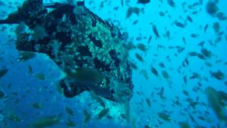 チュンポンピナクルのアカマダラハタ