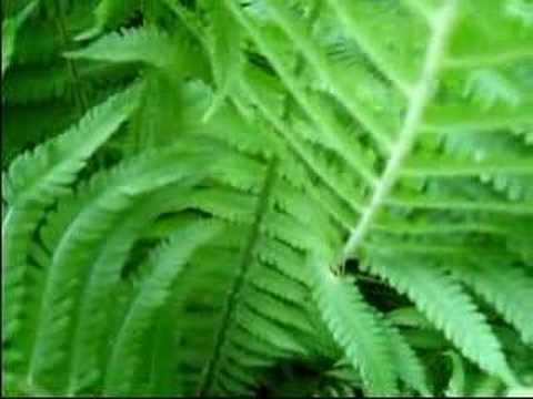 paradise garden and morning nature sounds of birds in Spring