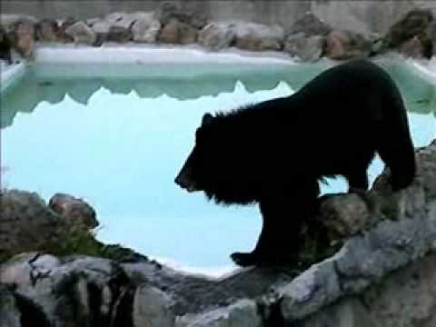ツキノワグマ（Asian Black Bear）