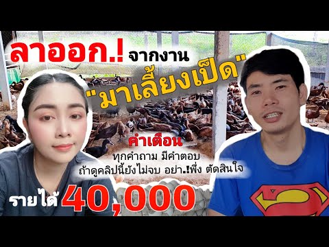 ลาออกจากงานมาเลี้ยงเป็ด รายได้เกือบครึ่งแสน | เลี้ยงยากไหม รายได้เท่าไหร่ ผู้หญิงทำได้หรือเปล่า