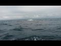 Humpback Whale breaching shot by accident, Protea Banks Humpback Whale breaching shot by accident, Protea Banks