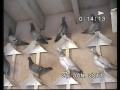 Dave Black English Flying Tipplers P2.wmv