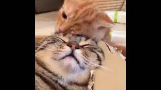 Kitten Licking Mom - Meow
