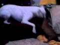 boxer vs american stanford