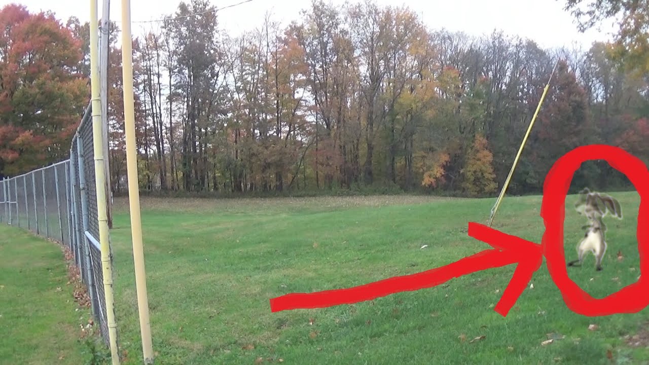 Unexplained Bipedal Creature Caught on Tape - YouTube