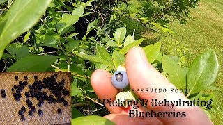 Blueberry Picking | Dehydrating Blueberries | Preserving Food 2018