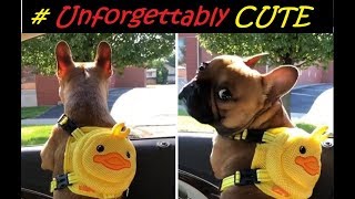 Unforgettably CUTE Dogs & Cats compilation 2018 # 001
