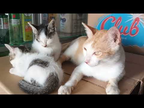 Ada aja yang membuang bayi-bayi kucing tanpa induknya @Wiwitlesdiati