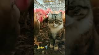 Kedilerbirazcık Sinirli Dublaj