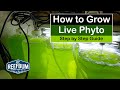 How To Grow Live Phyto - Step by Step Guide