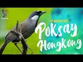 Black-throated Laughingthrush Bird Song, sound, Call And Chirp