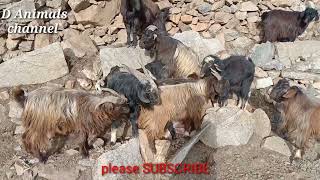 4 Male Goats Matching With One Female Goat Male Goats Very Angry Withanother And Fight Quality
