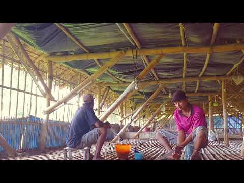 Tips cara mencuci pipa selang saluran air minum ayam yang berlumut